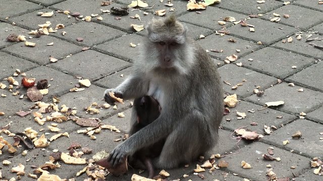 Hungry monkey