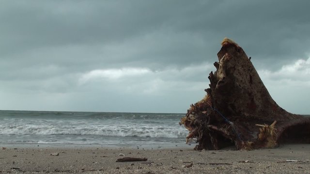 Tree on the beach