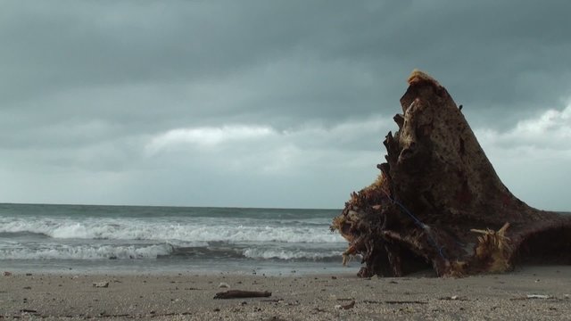 Tree on the beach slow motion