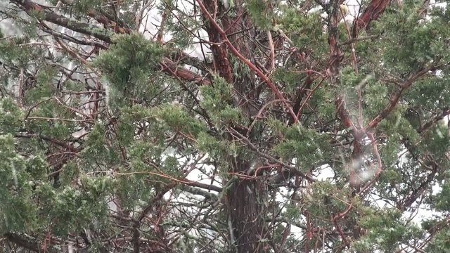 Snow and pine on the background