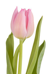 Rosane geschlossene Tulpe