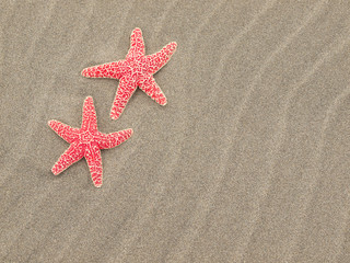 Fototapeta na wymiar Two Red Starfish on the Beach with Windswept Sand Ripples