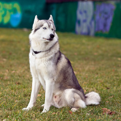 Siberian Husky