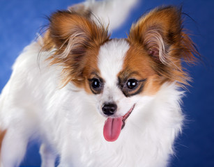 Young Papillon dog