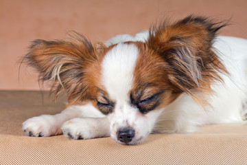Young Dog Breed Papillon Sleeping