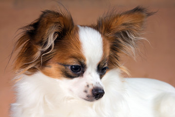 Young papillon