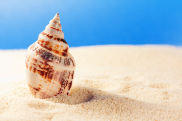 Cockleshell