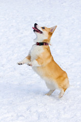 Ðembroke Welsh Corgi