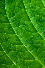 Green leaf texture. Macro