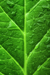 Green leaf texture with droplets. Macro
