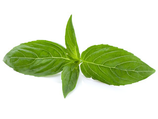 Green basil leaves isolated on white background