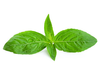 Sweet basil leaves isolated on white background