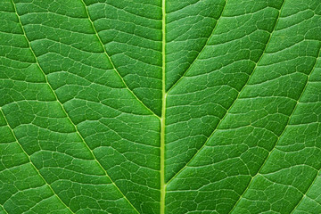 Fototapeta na wymiar Green leaf texture with droplets. Macro