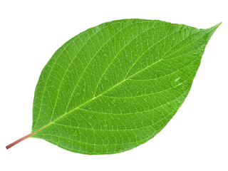 Fototapeta na wymiar green leaf on a white