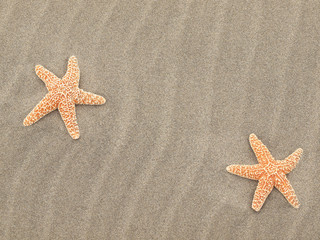 Two Starfish on the Beach with Windswept Sand Ripples