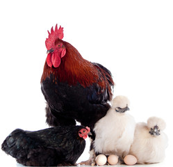 Gallinacées sur fond blanc