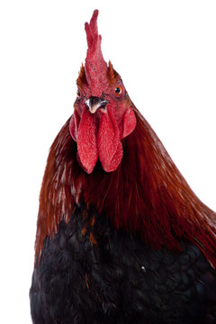 portrait d'un coq de race Marrans