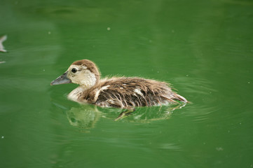 Baby duck swimming