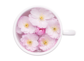 Cherry blossoms floating in white cup, isolated on white