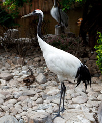 Red-crowned Crane or Japanese Crane