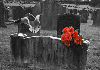 Blank headstone in graveyard with bunch of red roses and seagull