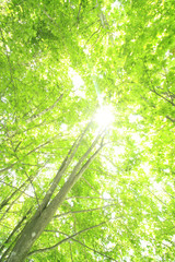 Fototapeta na wymiar Bukowy las zieleni