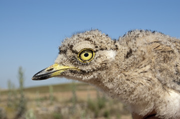 Stone curlew (Burhinos oedicnemus) chicken