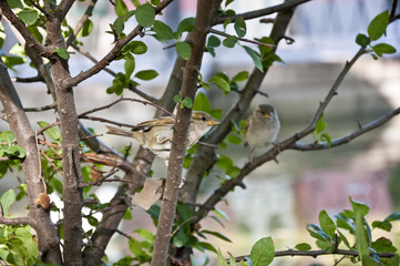 House Sparrow (Passer domesticus) perched on a branch