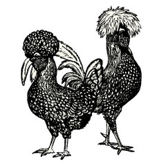 Poule & coq Polonais