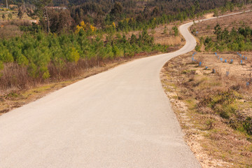 Tarmac road to the top of the hill , surrounded by woods