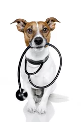 Photo sur Plexiglas Chien fou dog with a stethoskope
