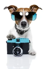 Cercles muraux Chien fou dog taking  a picture