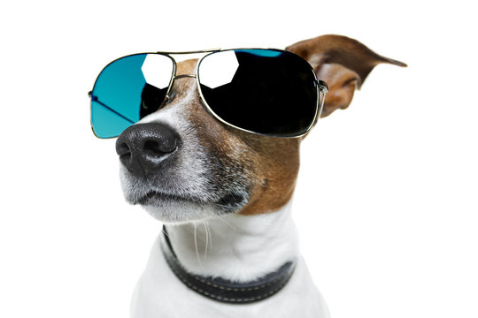 Dog with blue shades