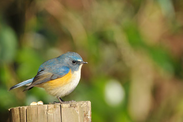 お立ち台のルリビタキ
