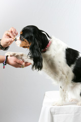 King Charles Dressage