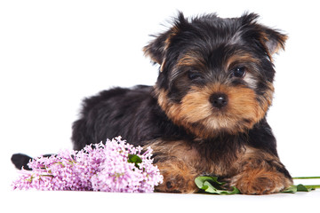 Yorkshire terrier puppy on white