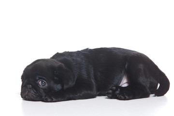 Pug puppy on white background