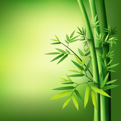 Fototapeta na wymiar Bamboo vector illustration