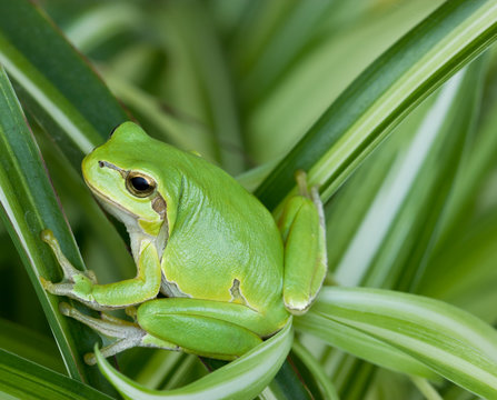 Little green frog looking