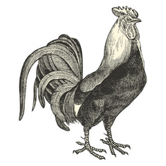 Coq Dorking © lynea