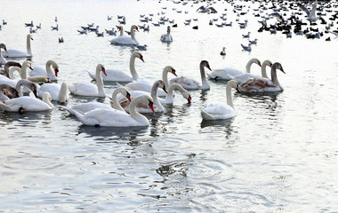 White swans