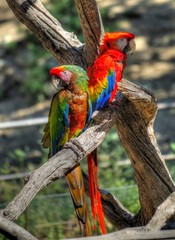 couple de perroquets - hdr