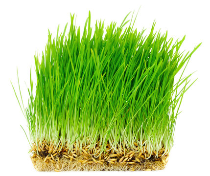 Germinated seeds of oat