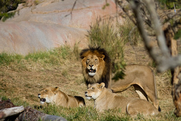 Lions