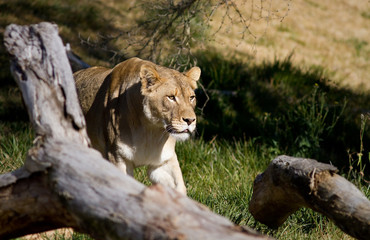 Lioness