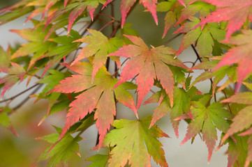 acer leaves autumn