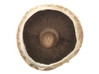 Portabella Mushroom