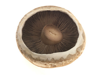 Portabella Mushroom