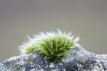 Moos auf einer Mauer