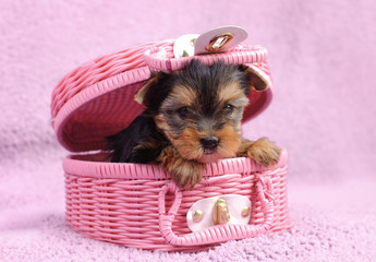 Yorkshire terrier dog puppy portrait